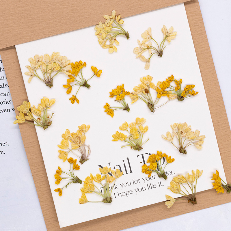 Dried Flower Bookmark - 24 قطعة، زهور طبيعية مضغوطة ومجففة،