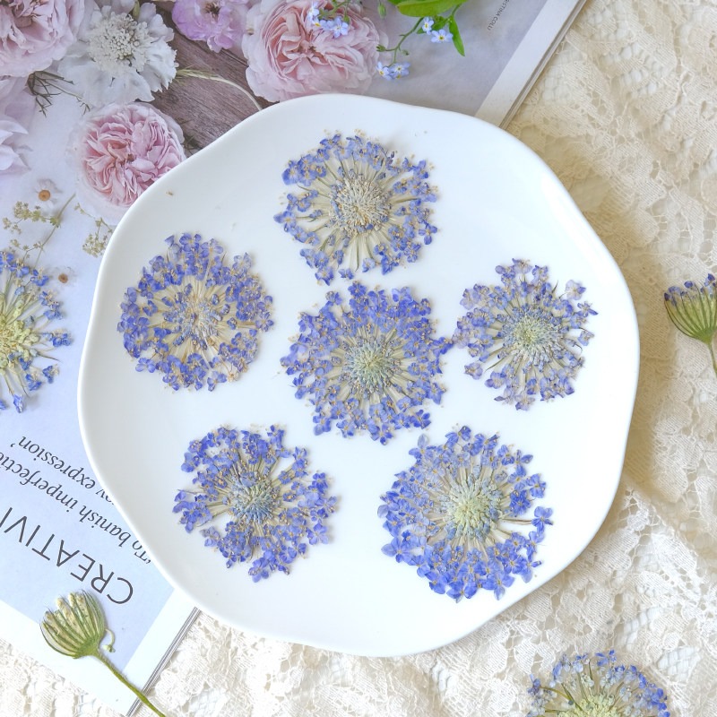 12 قطعة من الزهور الطبيعية الم - مراجعة Dried Flower Bookmark وسعره
