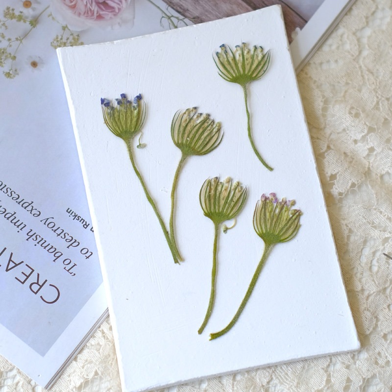 12 قطعة من الزهور الطبيعية الم - مراجعة Dried Flower Bookmark وسعره