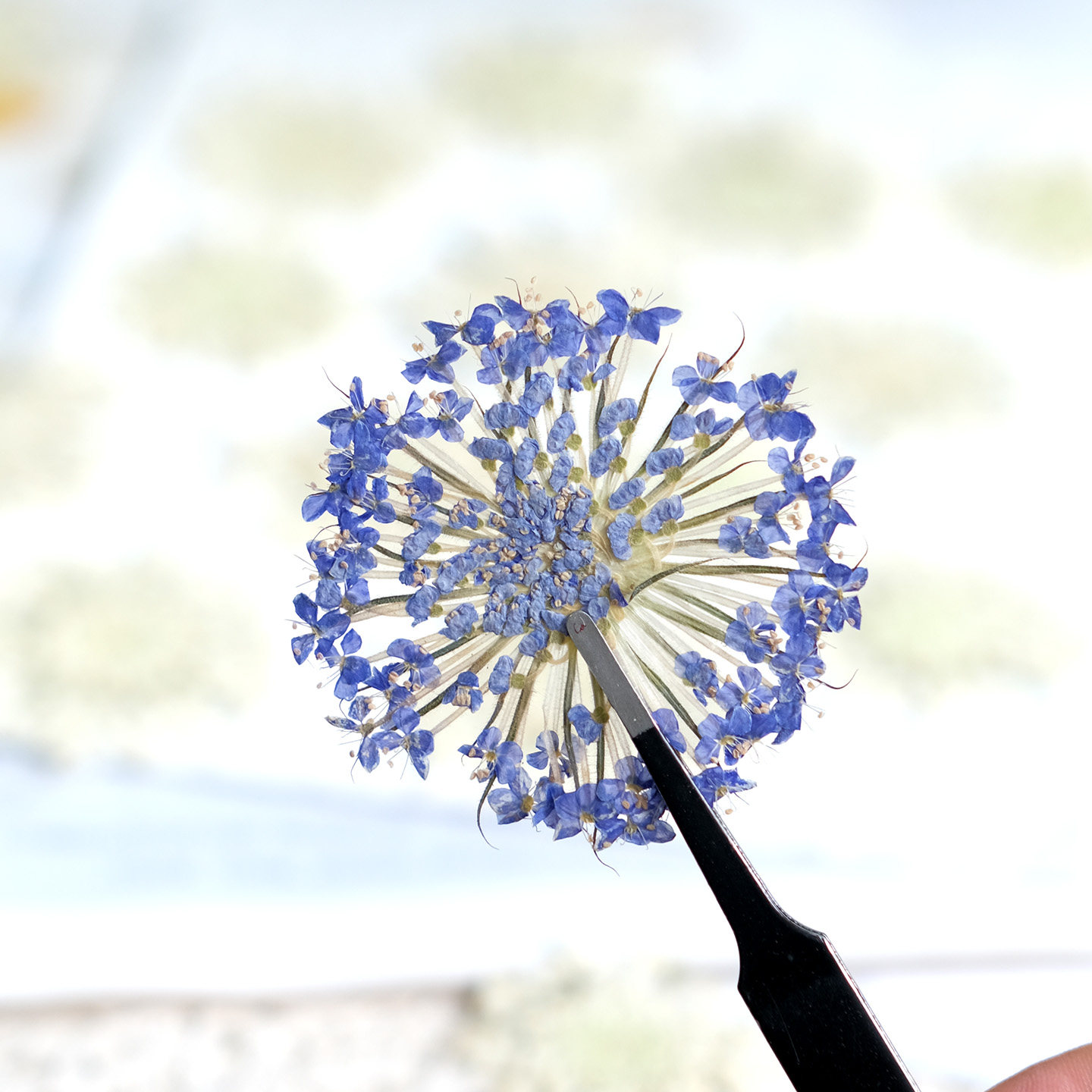 12 قطعة من الزهور الطبيعية الم - مراجعة Dried Flower Bookmark وسعره