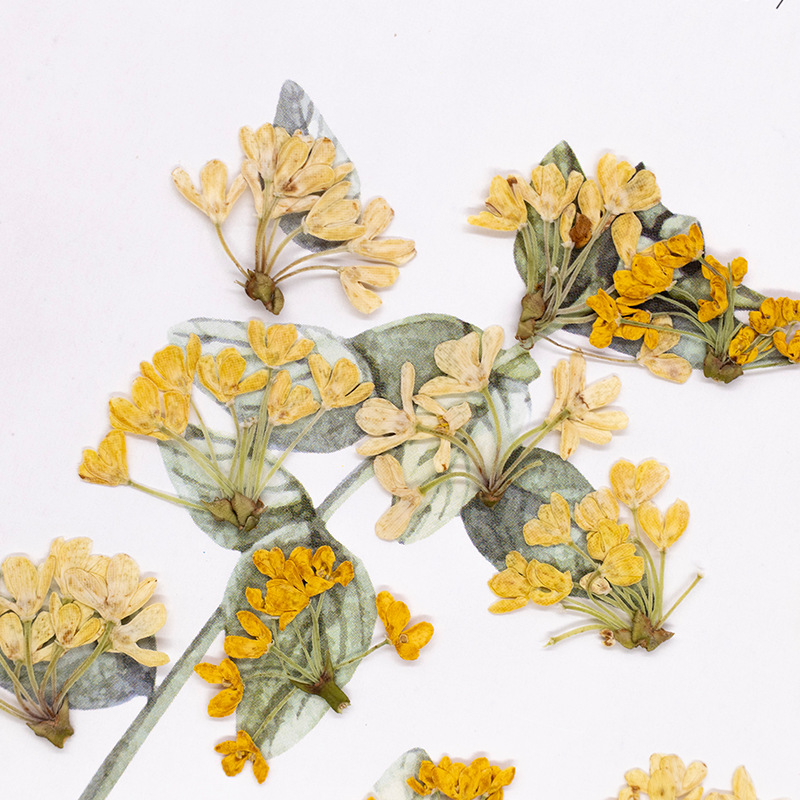 24 قطعة، زهور طبيعية مضغوطة وم - مراجعة Dried Flower Bookmark وسعره